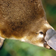 Image for article titled Legendary cryptids that turned out to be absolutely real